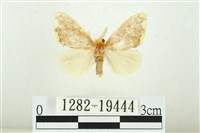 藏品(黑翅黃毒蛾)的圖片