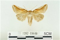 藏品(印華波紋蛾)的圖片