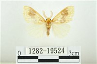 藏品(寬紋黃毒蛾)的圖片