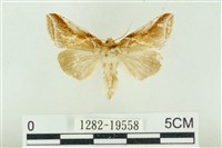 藏品(印華波紋蛾)的圖片