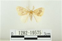 藏品(寬紋黃毒蛾)的圖片