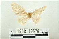 藏品(黑翅黃毒蛾)的圖片