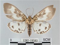 藏品(扭擬燈蛾)的圖片