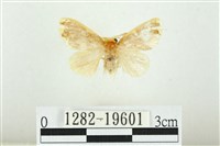 藏品(黑翅黃毒蛾)的圖片