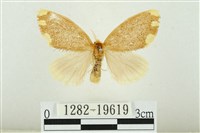 藏品(黑翅黃毒蛾)的圖片