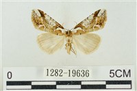 藏品(臺美波紋蛾)的圖片