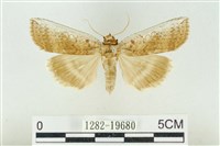 藏品(臺洒波紋蛾)的圖片