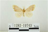 藏品(黑翅黃毒蛾)的圖片