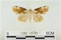 藏品(大斑波紋蛾)的圖片