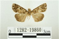 藏品(白斑散紋夜蛾)的圖片