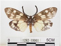 藏品(蓬萊茶斑蛾)的圖片