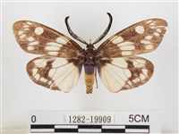 藏品(蓬萊茶斑蛾)的圖片