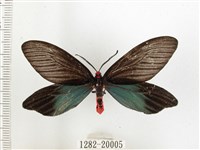 藏品(重陽木螢斑蛾)的圖片