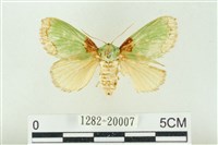 藏品(基褐綠刺蛾)的圖片