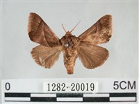藏品(眉原褐刺蛾)的圖片