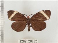 藏品(茶帶螢斑蛾)的圖片