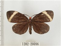 藏品(茶帶螢斑蛾)的圖片