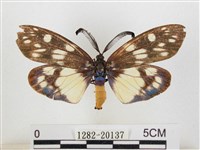 藏品(蓬萊茶斑蛾)的圖片