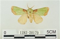 藏品(基褐綠刺蛾)的圖片