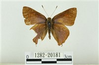 藏品(霓彩燕灰蝶)的圖片