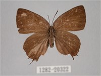 藏品(臺灣洒灰蝶)的圖片