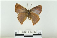 藏品(霓彩燕灰蝶)的圖片