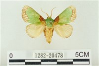 藏品(基褐綠刺蛾)的圖片