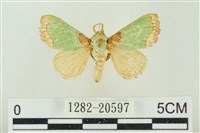 藏品(基褐綠刺蛾)的圖片