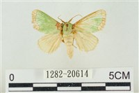 藏品(基褐綠刺蛾)的圖片