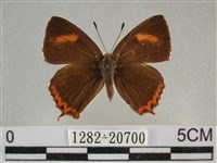 藏品(紫日灰蝶)的圖片