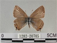 藏品(豆波灰蝶)的圖片