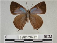 藏品(臺灣榿翠灰蝶)的圖片