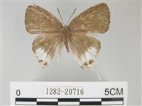 藏品(綠灰蝶埔里亞種)的圖片