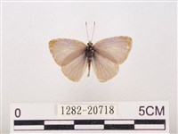 藏品(嫵琉灰蝶)的圖片