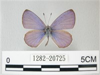 藏品(細邊琉灰蝶)的圖片