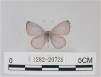 藏品(靛色琉灰蝶)的圖片