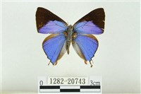 藏品(白腹青灰蝶)的圖片