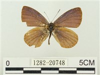 藏品(大紫琉灰蝶)的圖片