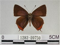 藏品(紫日灰蝶)的圖片