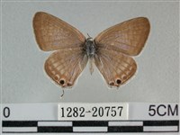 藏品(豆波灰蝶)的圖片