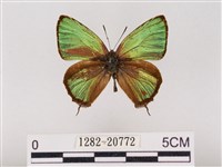 藏品(碧翠灰蝶)的圖片