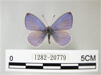 藏品(細邊琉灰蝶)的圖片
