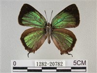 藏品(臺灣榿翠灰蝶)的圖片