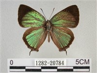 藏品(臺灣榿翠灰蝶)的圖片