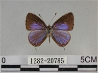 藏品(雅波灰蝶)的圖片