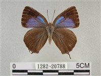 藏品(臺灣榿翠灰蝶)的圖片