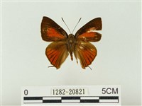 藏品(玳灰蝶)的圖片