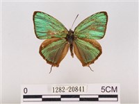 藏品(碧翠灰蝶)的圖片