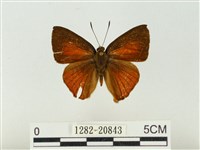 藏品(玳灰蝶)的圖片