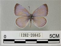 藏品(琉璃灰蝶)的圖片